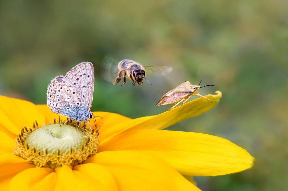 Plan d'action biodiversité 2023-2027 - Tredi